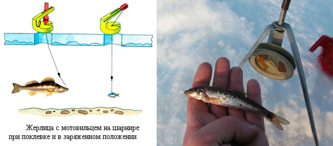 Ловля судака зимой на жерлицы: тактика ловли и секреты успеха - рыбачок!