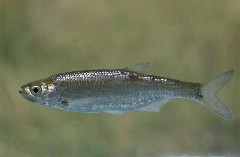 Верховка: описание рыбы, содержание в аквариуме и уход + фото