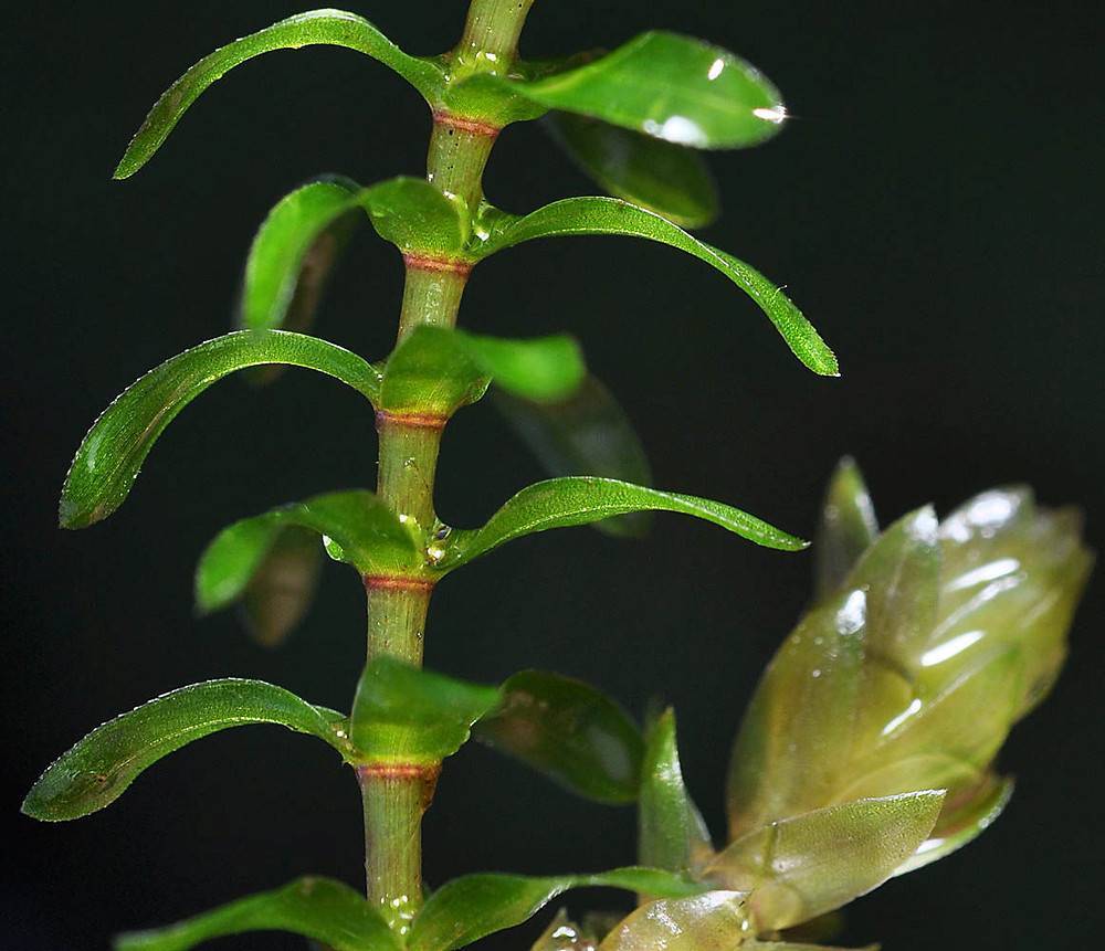 Аквариумное растение элодея: фото и описание, уход и содержание - ribulki.ru