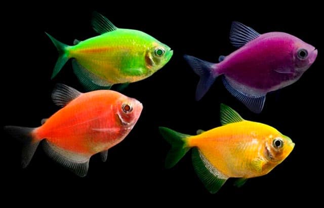 Виды и совместимость аквариумных рыбок + 165 фото