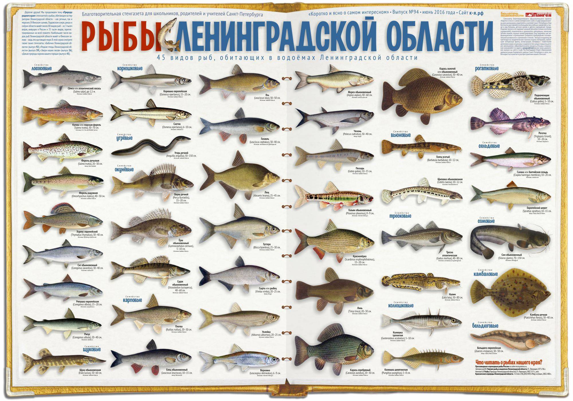 Описание редких морских и пресноводных рыб