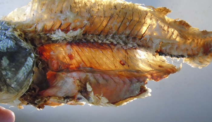 Опасен ли паразит морского окуня сфирион люмпи для человека