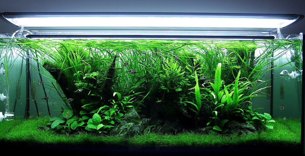 Ступенчатый метод - освещение в аквариуме с растениями