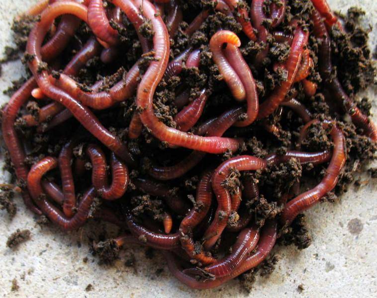 Как развести червей для рыбалки и размножить в домашних условиях