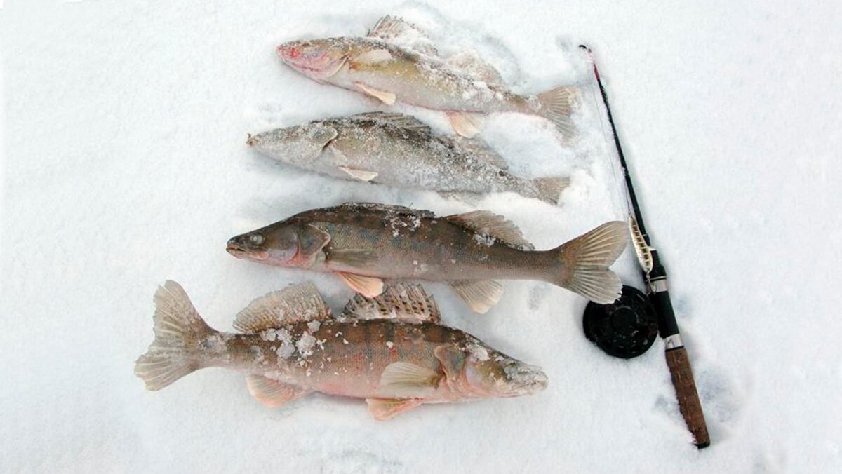 Ловля судака на тюльку зимой: особенности рыбалки, подготовка снастей