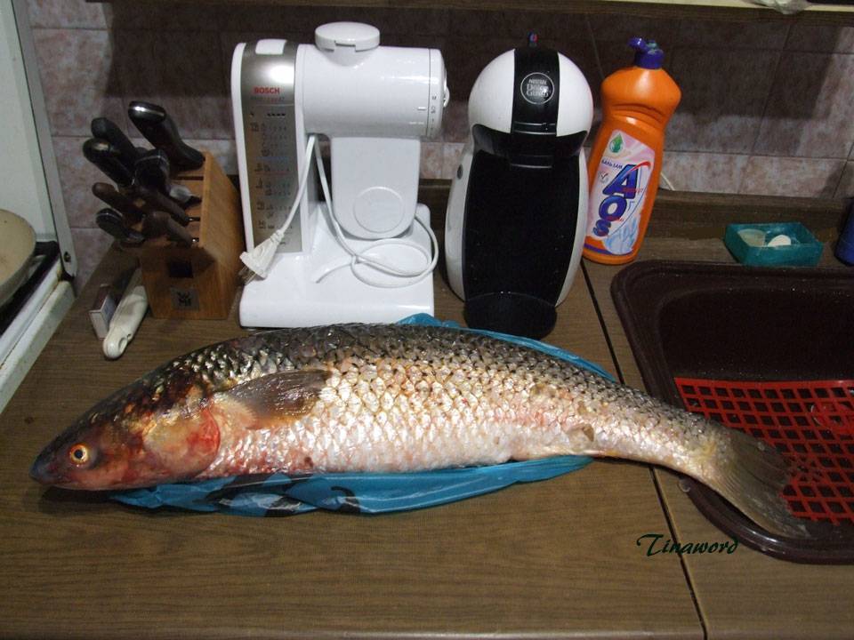 Пеленгас рыба: фото, описание, где водится