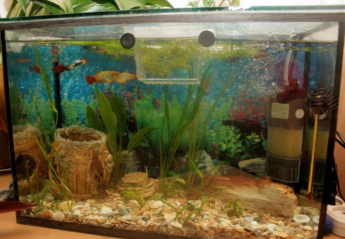 Одна рыбка в аквариуме – выбор рыбки, выбор аквариума, нюансы содержания