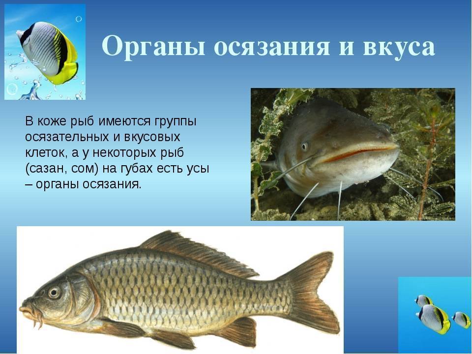 Какой слух у рыб и как работает орган слуха