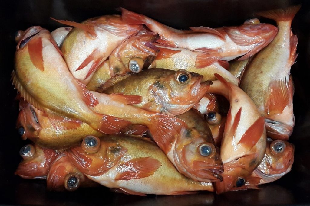 «золотая рыбка» морской окунь: его польза и вред для человека, способы приготовления и нормы употребления