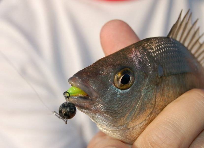 Рыба зеленуха черное море можно ли ее есть?