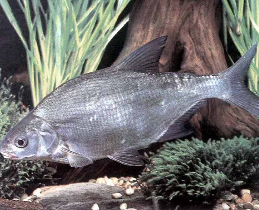 Рыба «сиг» фото и описание