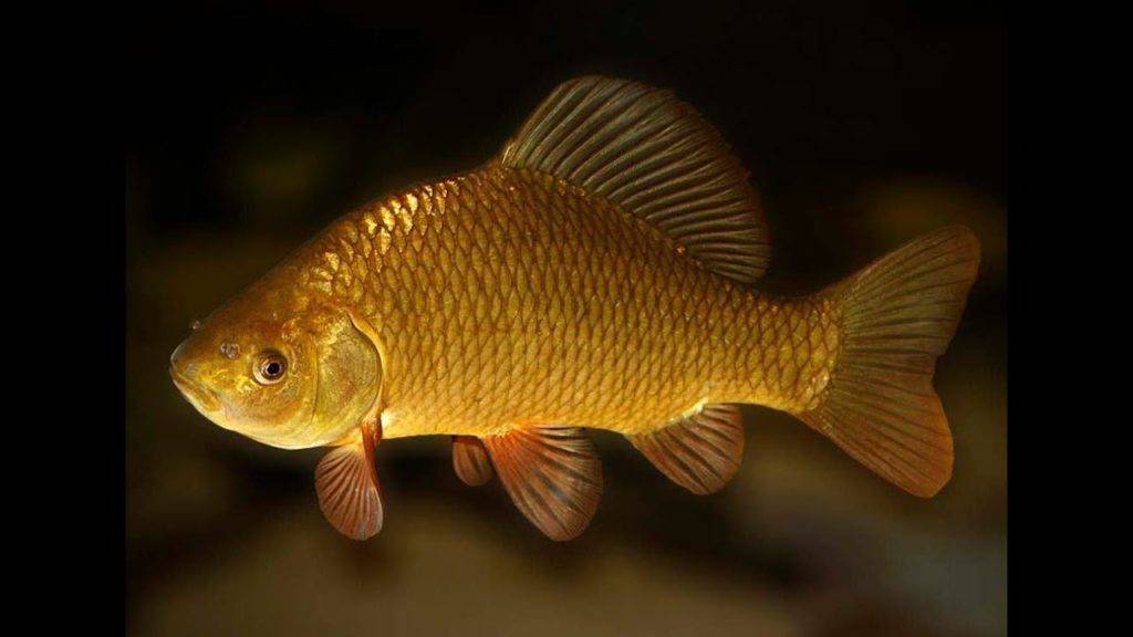 Золотая рыбка оранда: подвиды аквариумного питомца, нюансы содержания и ухода - kotiko.ru