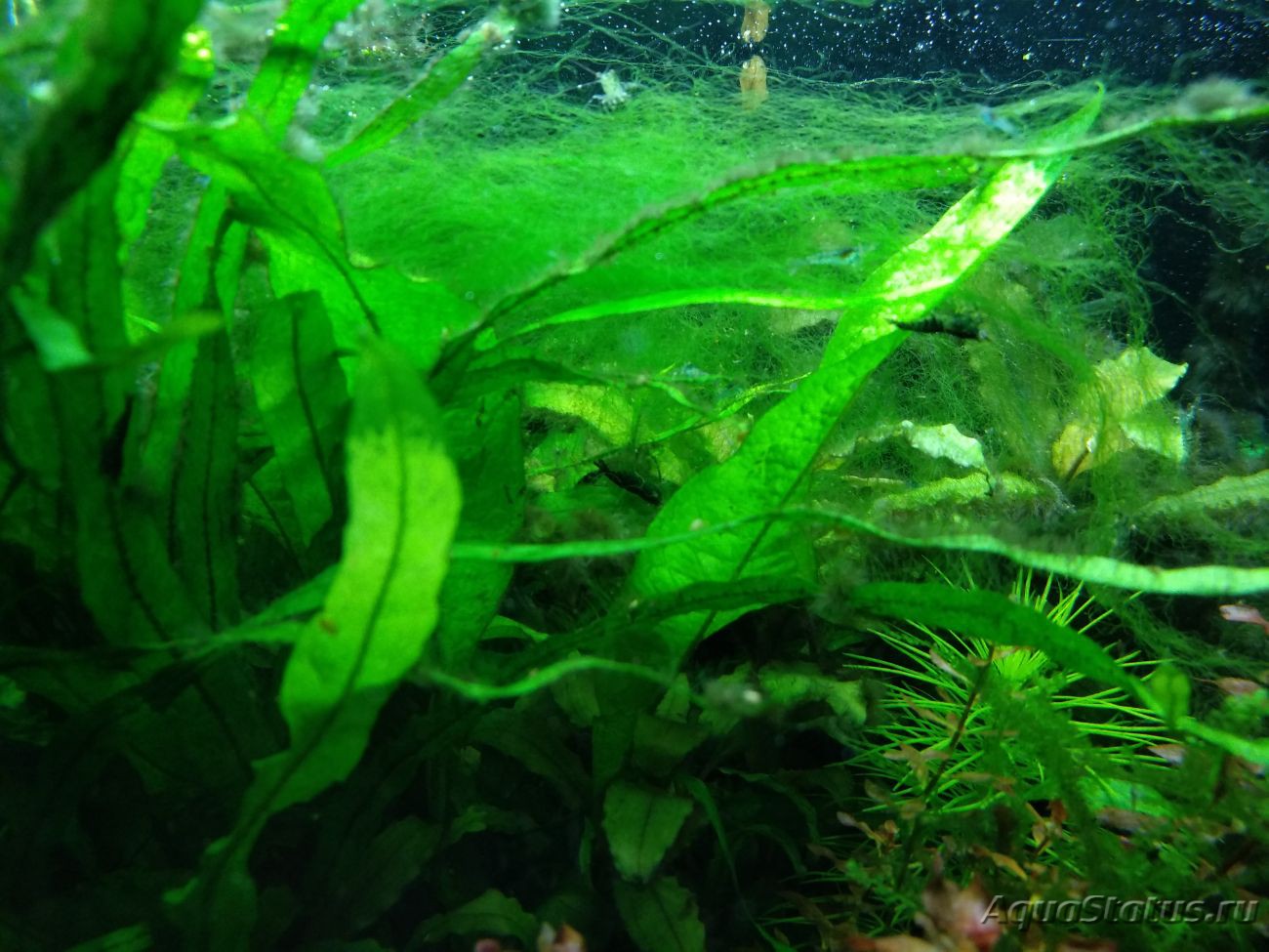 Почему в аквариуме не растут. Аквариум водоросли нитчатка. Нитчатка водоросли нитчатка. Нитчатка спирогира. Кладофора нитчатая.