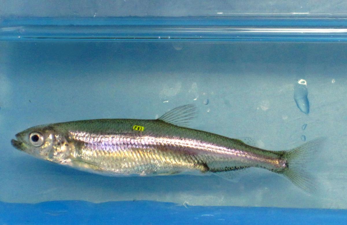 Белоглазка фото и описание – каталог рыб, смотреть онлайн