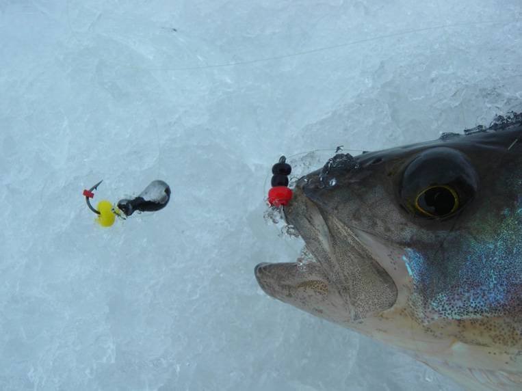 Мормышки на судака для зимней рыбалки – приманки, оснастка, техника ловли