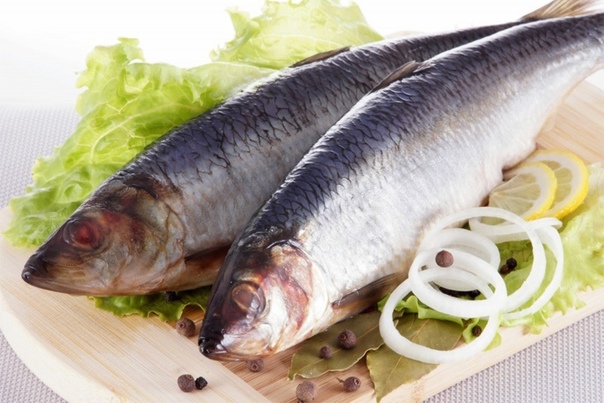Польза и вред сайды: среда обитания, варианты приготовления, состав и калорийность рыбы (105 фото + видео)