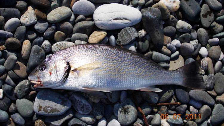 Рыба «горбыль судачий серебристый» фото и описание