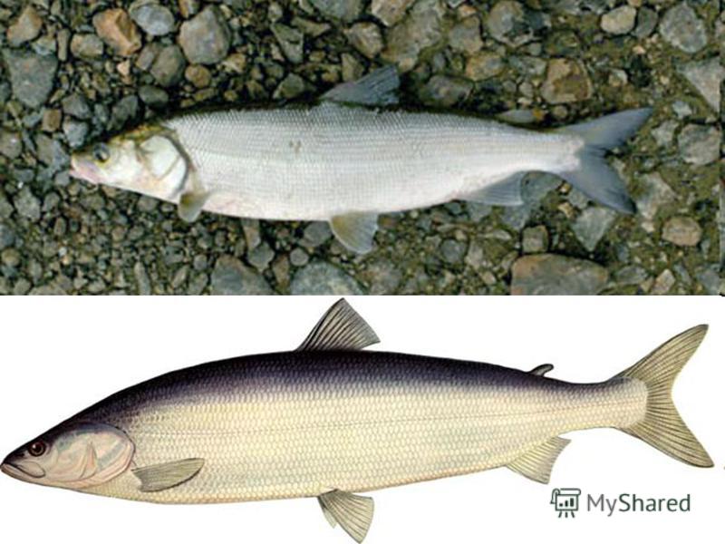 Рыба нельма: особенности обитания и ловли