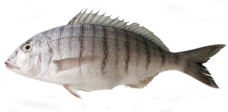 Рыба «рипус» фото и описание