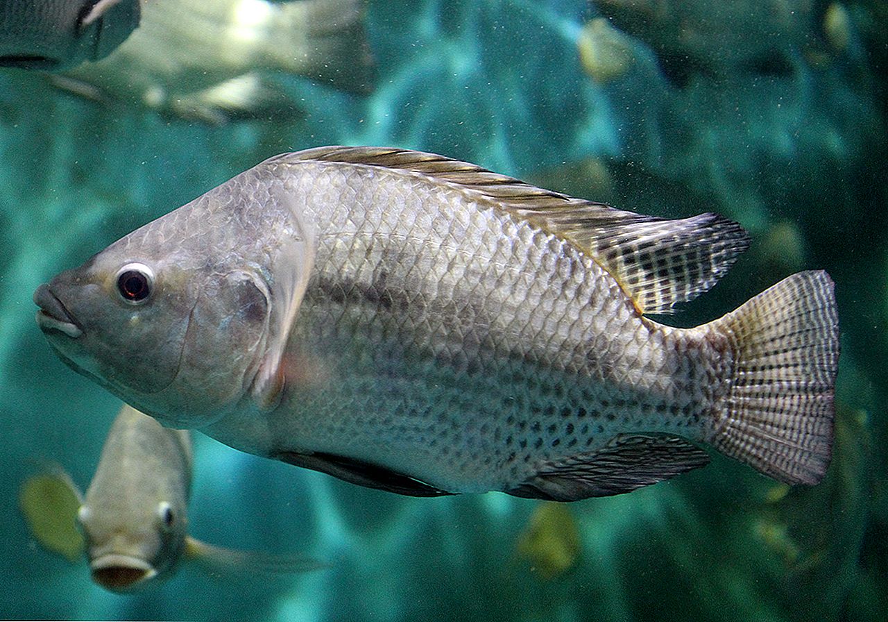 Рыба Нильская тиляпия
