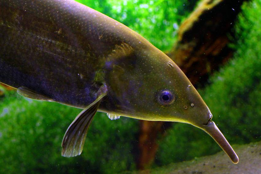 Рыба «Клюворыл» фото и описание