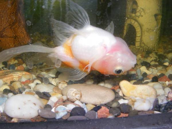 Почему рыбки плавают на поверхности аквариума