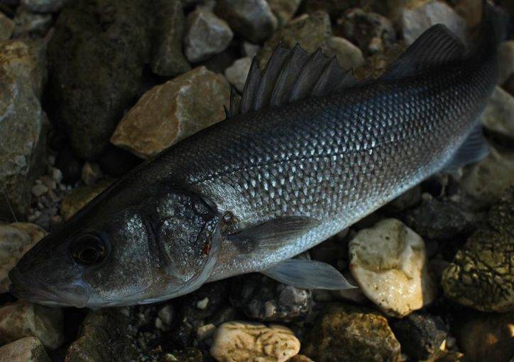 Рыба «Лаврак японский» фото и описание