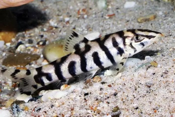 Боция мраморная: содержание, уход и размножение, совместимость с другими рыбами