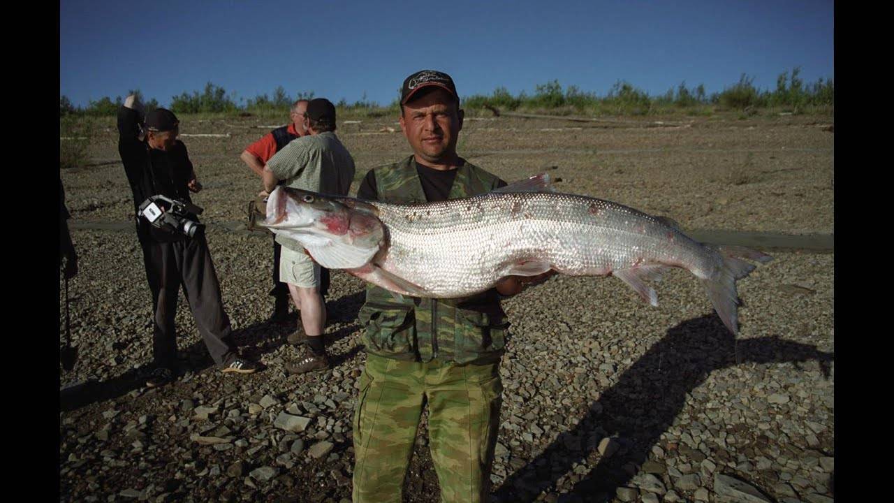 Клевая рыбалка в якутии - ловля зимой, летом 2021, смотреть видео