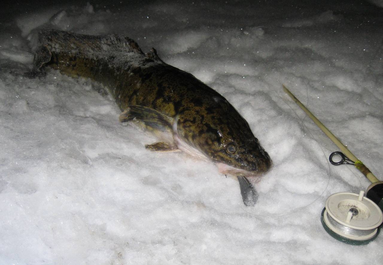 Cтукалка на налима: эффективная снасть для зимней ловли