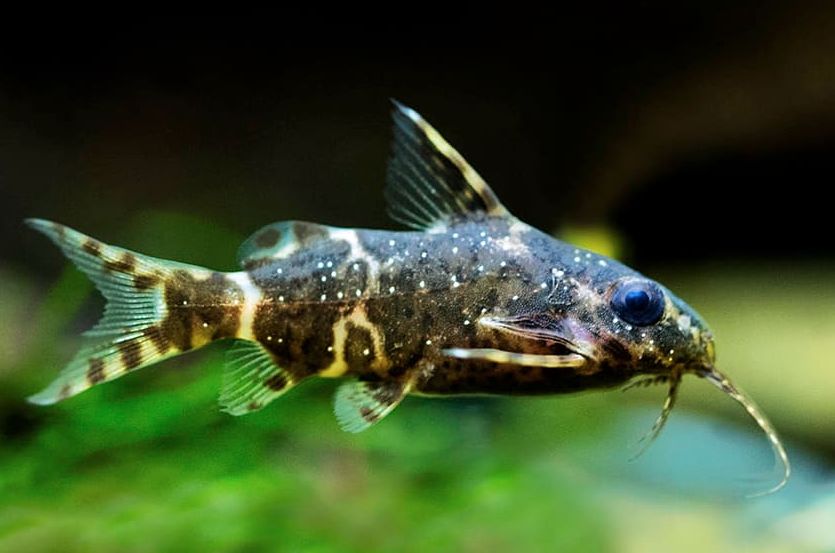 Багрус / asian upside down catfish / mystus leucophasis