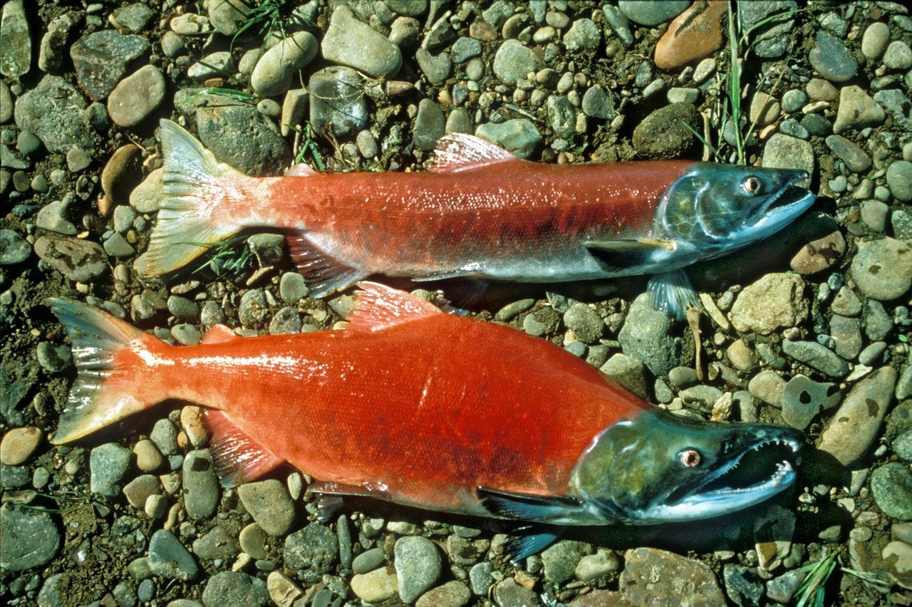 Рыба нерка: видовая принадлежность и места обитания