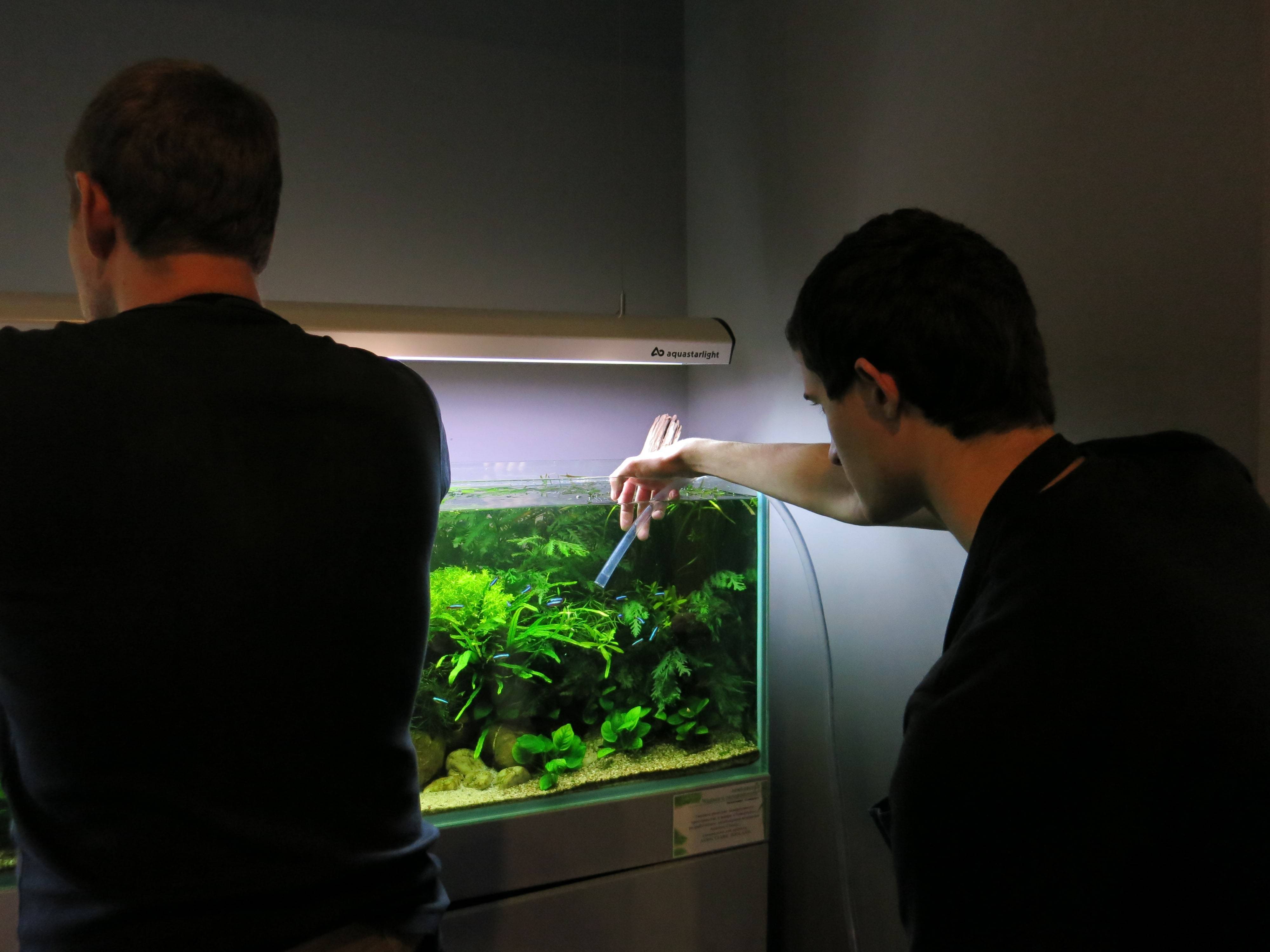 Как чистить аквариум в домашних условиях: фото и видео
как чистить аквариум в домашних условиях: фото и видео