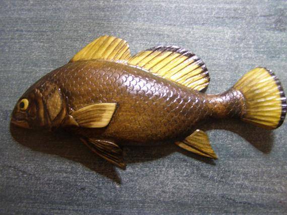 Рыба «Горбыль орлиный» фото и описание
