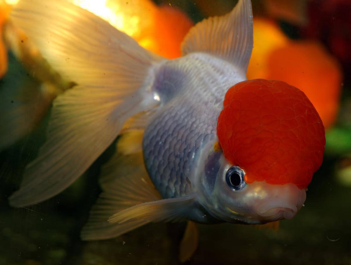 Аквариумная рыбка оранда красная шапочка: уход и содержание