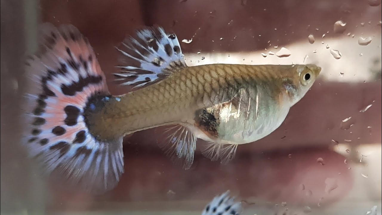 Как определить что гуппи скоро родит — как рожают аквариумные рыбки?