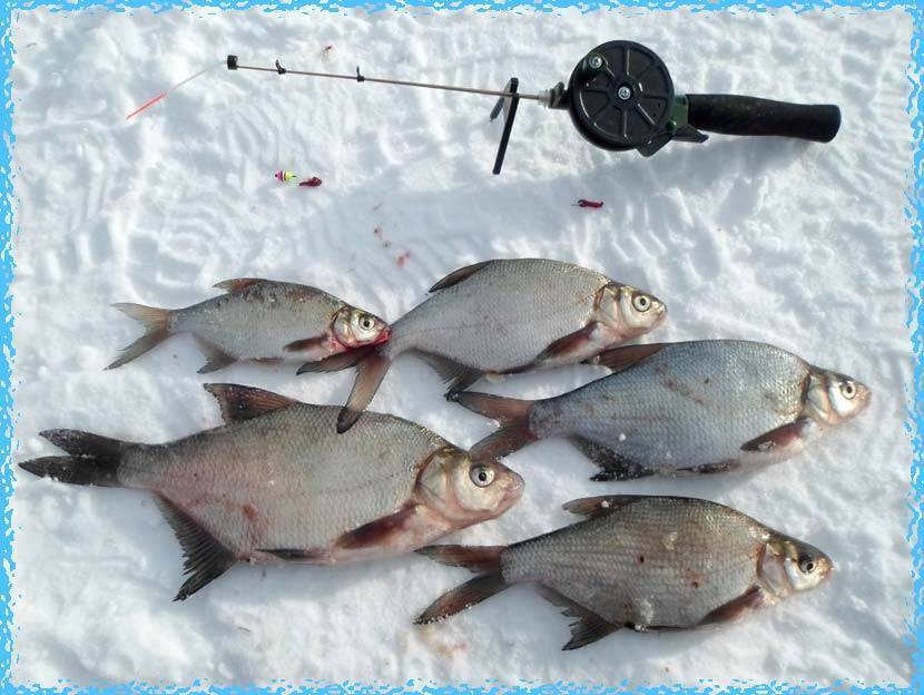 Успешная ловля леща зимой. где и на какие снасти зимой ловят опытные рыболовы?!