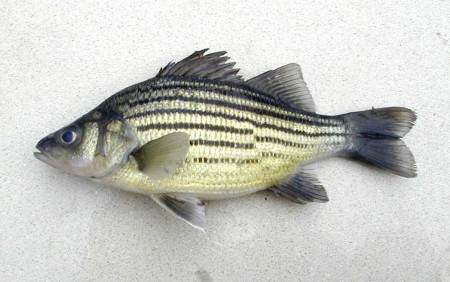 Рыба «чебак» фото и описание