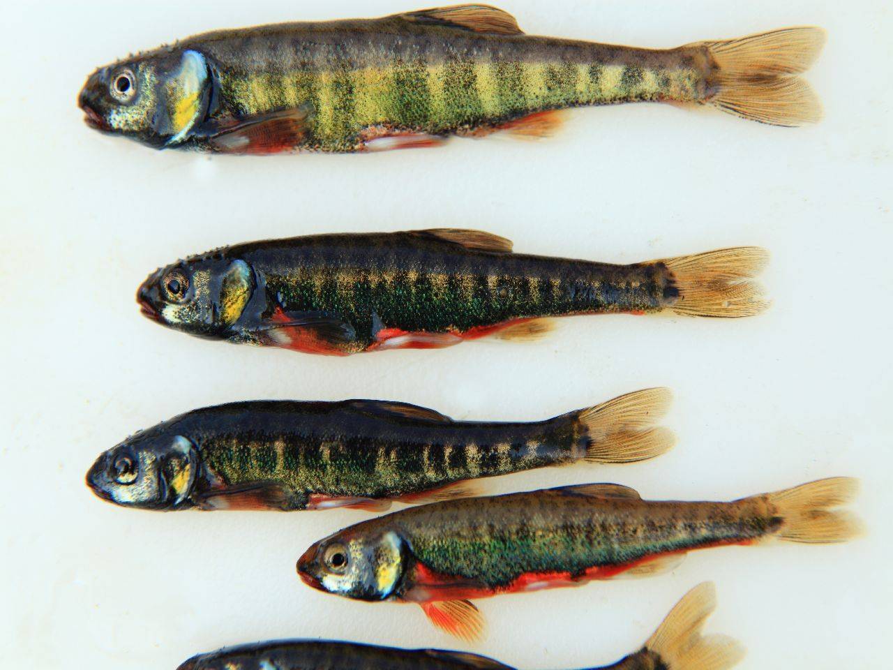 Рыба гольян обыкновенный (гольян-красавка): описание, распространение : labuda.blog