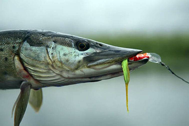 Рыба «язь» фото и описание