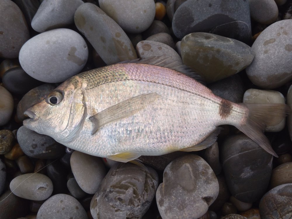 Вобла фото и описание – каталог рыб, смотреть онлайн