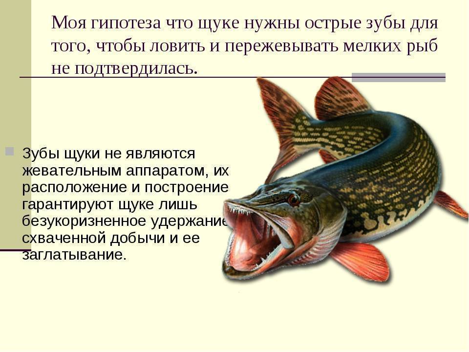 Карась: описание рыбы, места обитания, образ жизни и способ ловли