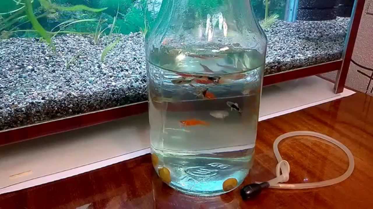 Существуют аквариумные рыбки, которые могут обойтись без кислорода?