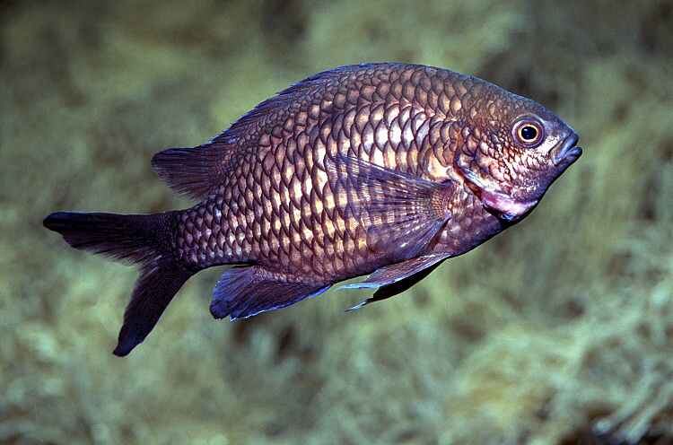 Зубан фото и описание – каталог рыб, смотреть онлайн