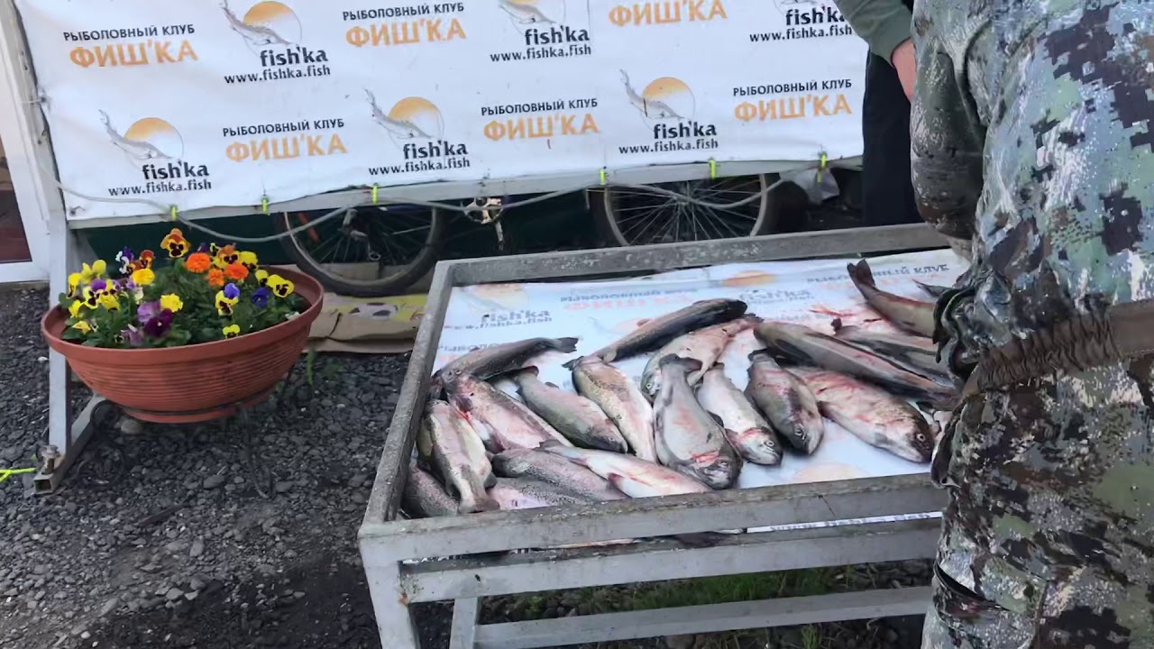 Рыболовный клуб "фишка-данилово" - платная рыбалка