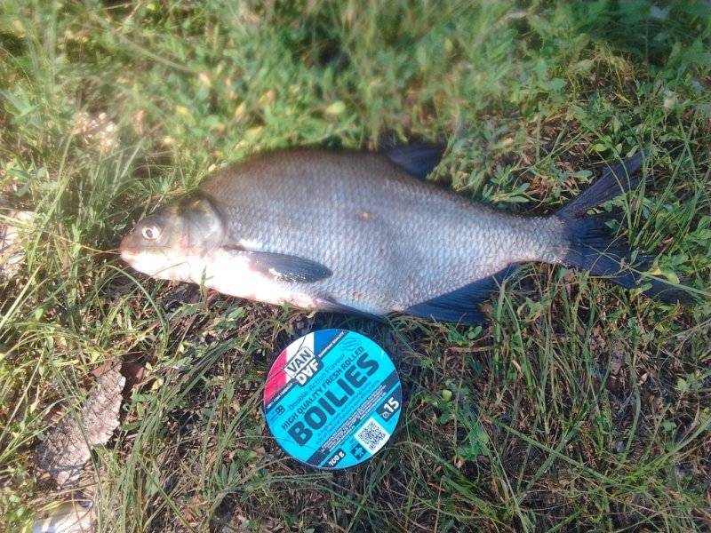 Рыбалка в белгородской. Белгородское водохранилище рыбалка. Рыбы Белгородской области. Водохранилище Белгород рыбалка. Рыбалка в Белгородской области.