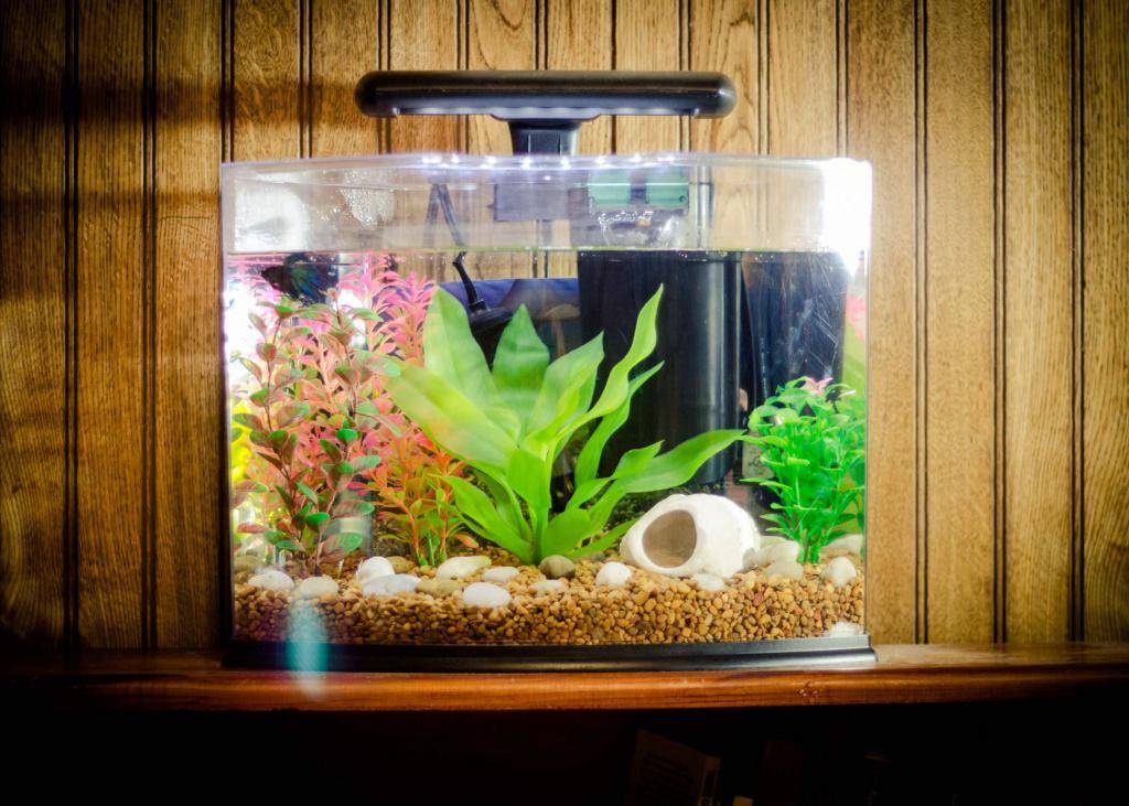 Как выбрать аквариум: виды и их преимущества