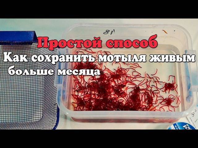 Как надолго сохранить мотыля в домашних условиях