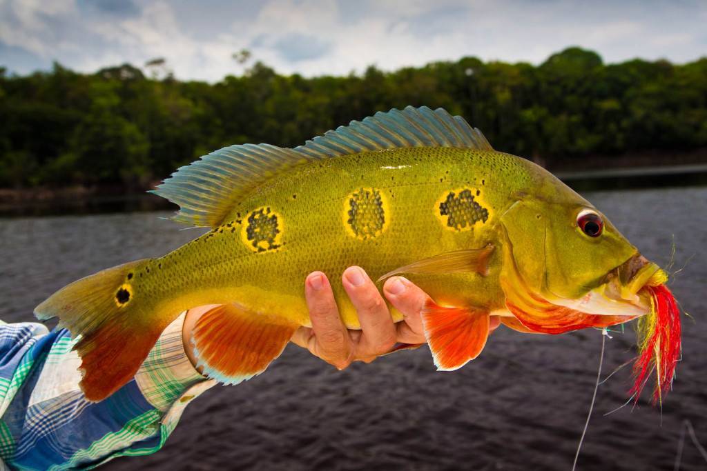 Корифена большая фото и описание – каталог рыб, смотреть онлайн