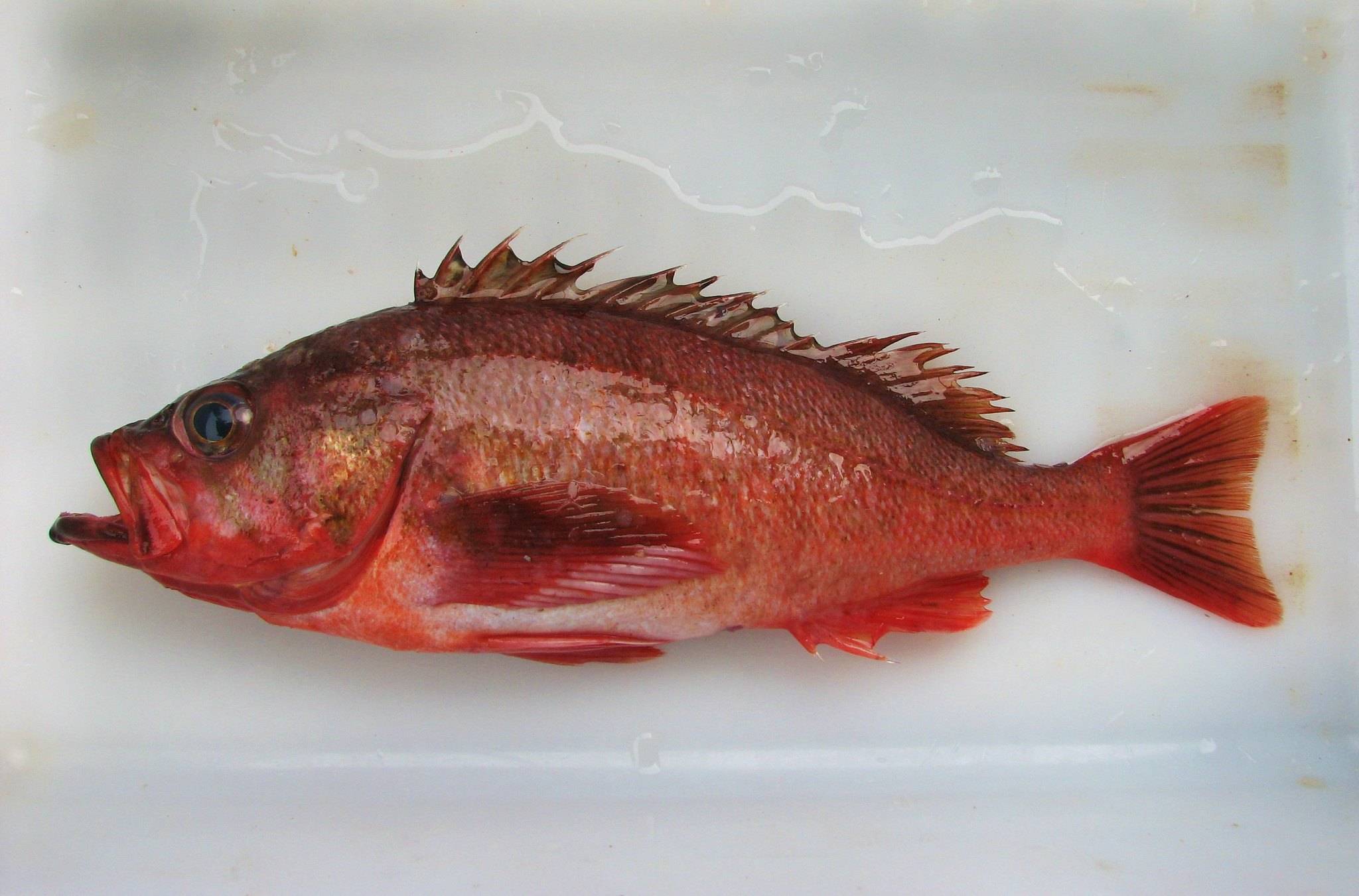 Рыба «Морской окунь красный» фото и описание